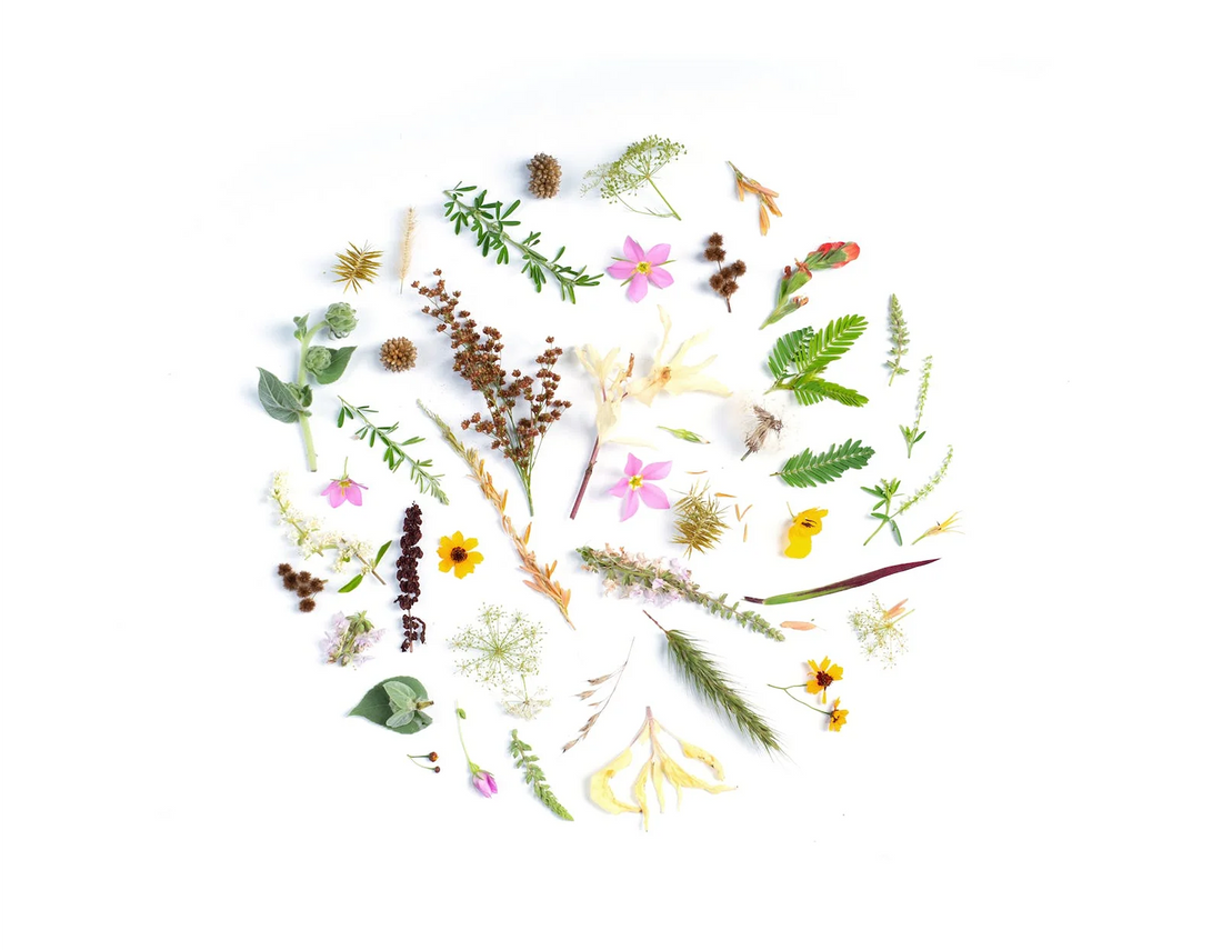 Embracing Nature: How WYN Elevates Women’s Wellness with Botanical Ingredients