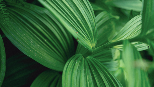 The WYN Way: Merging Nutrition & Ayurveda with Modern Wellness