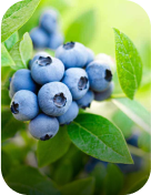 Ingrediants Ingrediants