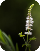 Ingrediants Ingrediants