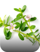 Ingrediants Ingrediants