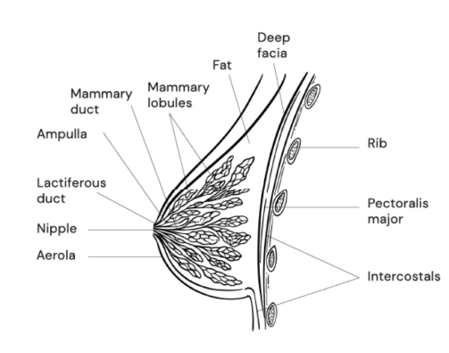 causes breast slackness