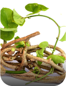 Ingrediants Ingrediants