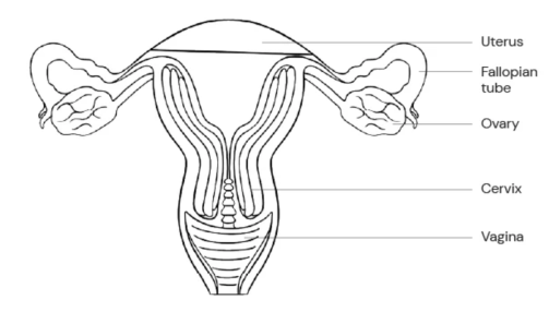 Causes Irregular Periods