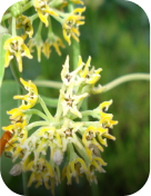 Ingrediants Ingrediants