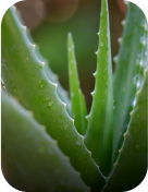 Ingrediants Ingrediants