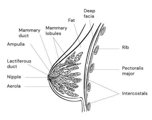 causes of inadequate lactation