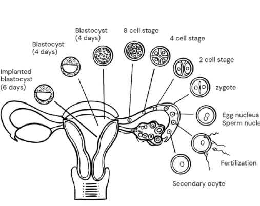 causes of painful periods