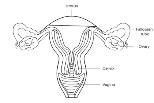 causes of Scanty Periods