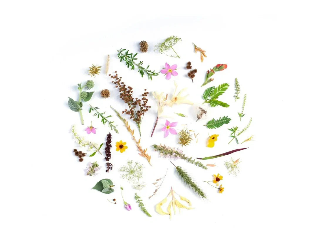 Embracing Nature: How WYN Elevates Women’s Wellness with Botanical Ingredients