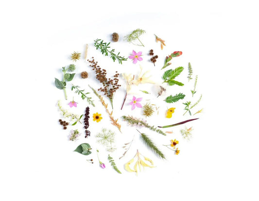 Embracing Nature: How WYN Elevates Women’s Wellness with Botanical Ingredients