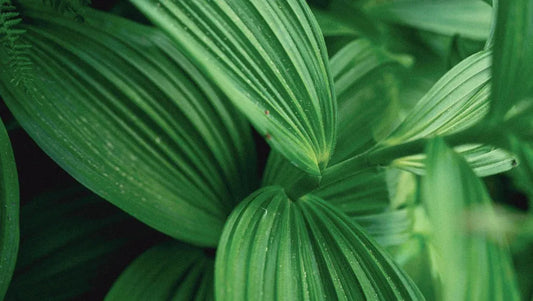 The WYN Way: Merging Nutrition & Ayurveda with Modern Wellness