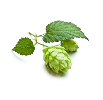 Hops
